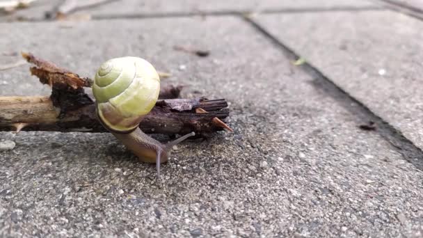 Gebonden tuin slak met een grote schaal in close-up en macro-view toont interessante details van voelsprieten, ogen, helix shell, huid en voet structuur van grote tuin slak en heerlijke escargot - Video
