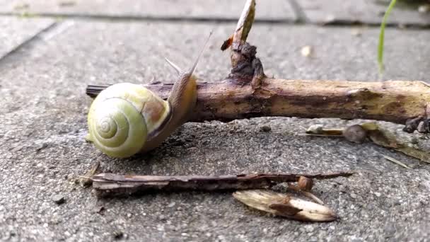 Banded garden snail with a big shell in close-up and macro view shows interesting details of feelers, eyes, helix shell, skin and foot structure of large garden snail and delicious escargot - Footage, Video