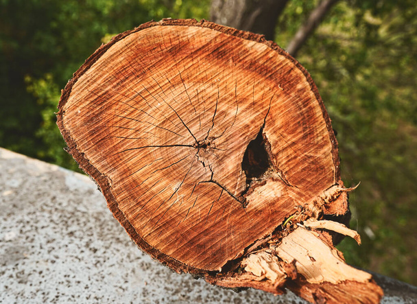 вырезать пень дерева, текстурный фон - Фото, изображение