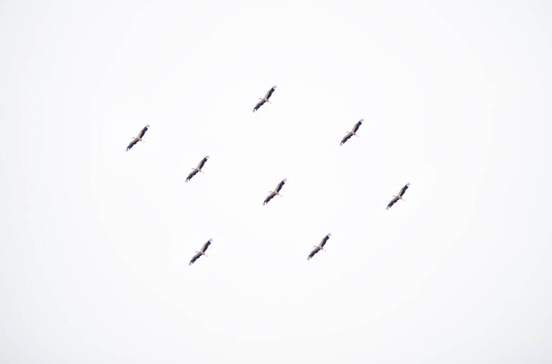 bociany latają po jasnym niebie - Zdjęcie, obraz