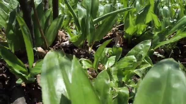 Wild garlic in rotten trees leaves with light reflection, Allium ursinum. Wild herb harvesting - Footage, Video