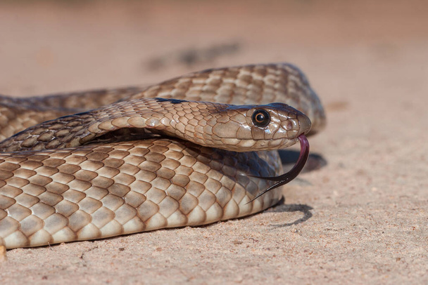 Correa-hocico serpiente marrón parpadeando su lengua - Foto, Imagen