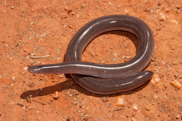 Australian Robust Blind Snake σε κόκκινο έδαφος - Φωτογραφία, εικόνα