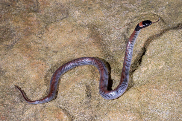Ausztrál vörösnyakú kígyó - Fotó, kép