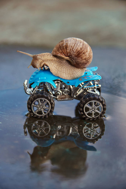 A large snail on a blue toy ATV is reflected in the water on a sunny day. - Foto, Imagen