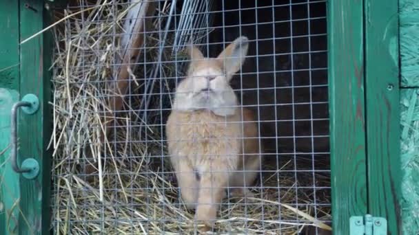 檻の中でウサギの肖像画を閉じます。ウサギはニンジンとキャベツをリンゴで食べる - 映像、動画