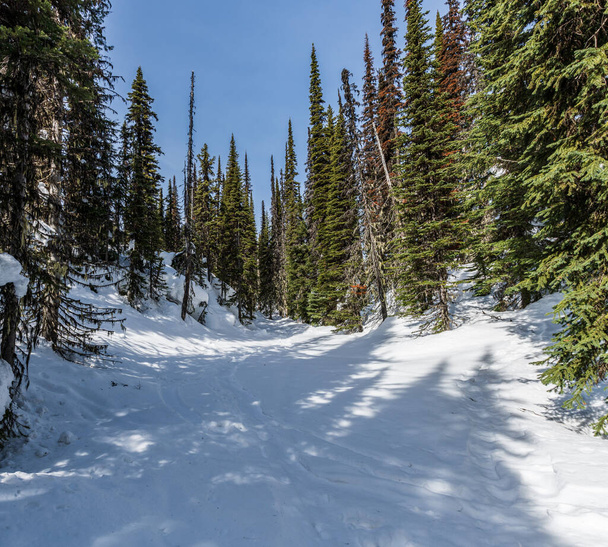 Beautiful winter landscape panorama tall evergreen trees blue clear sky calm nature. - Fotó, kép
