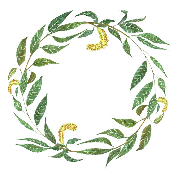 Watercolour willow green wreath illustration  hand drawn - Photo, image