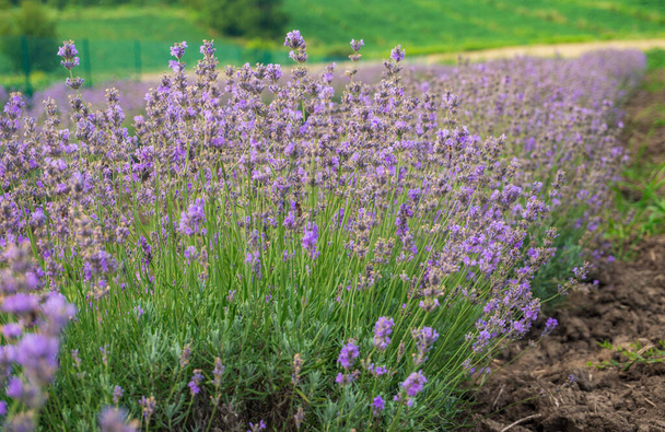 Field of blooming purple lavender - Foto, afbeelding