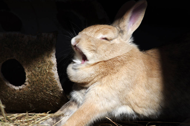a rabbit with a double chin is tired and yawns - Photo, Image