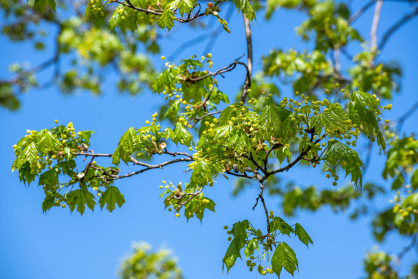 Maple branch with young leaves in an early spring - Photo, Image
