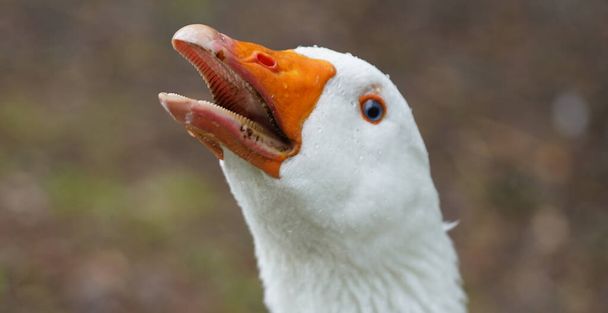 Retrato de un ganso de Emden enojado - Foto, Imagen