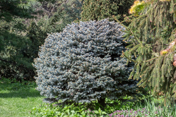 Dekoracyjna niebieska choinka, Picea pungens, okrągła choinka rosnąca w parku - Zdjęcie, obraz