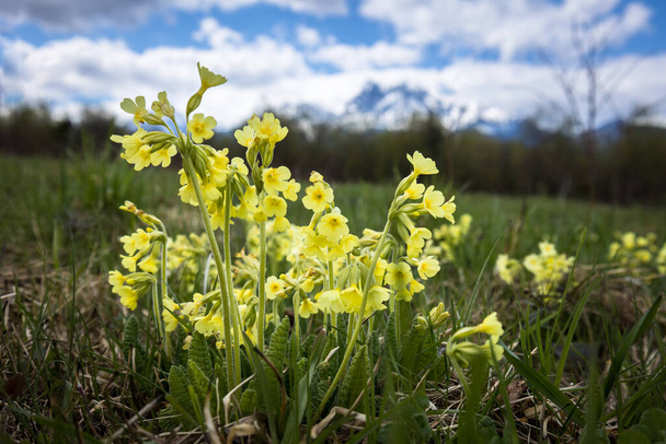 Részlet a Primula veris virágok tavaszi szezonban elmosódott Magas-Tátra háttér, Szlovákia. - Fotó, kép