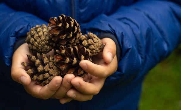The child's hands are holding pine cones, a blue jacket in the background is green grass - Photo, Image