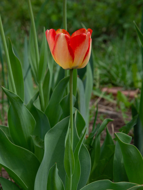Tulipán Apeldoorn odhalil svůj krásný vzhled - Fotografie, Obrázek