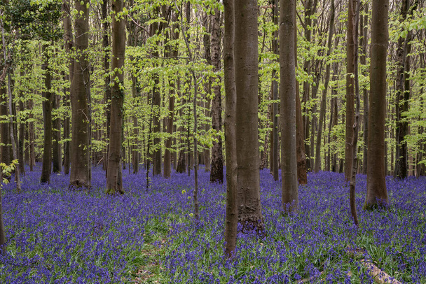 Beautiful soft spring light in bluebell woods in English countryside during calm mornng - Fotoğraf, Görsel
