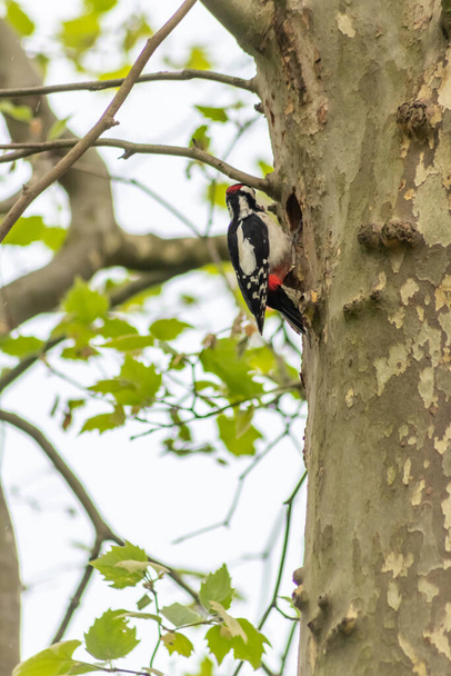 Grote gevlekte specht in zijn nest in een gat in een boomstam van een bos heeft rode veren en een sterke snavel als Europese vogel en bedreigde dieren voor de bescherming van het milieu in stedelijke steden - Foto, afbeelding