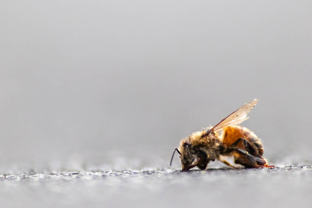 Dead bee on the ground poisoned or infected by varroa-mite disease or insecticides kills the beneficial organisms and is a global danger for pollination and food production extinction by bee death - Photo, Image