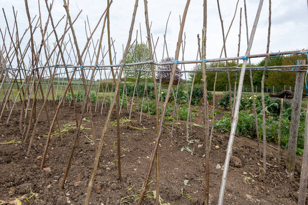 Home made supporting frame ready to support runner beans - Photo, Image