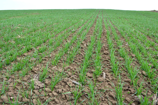 Хорошие посевы озимой пшеницы на весеннем поле - Фото, изображение