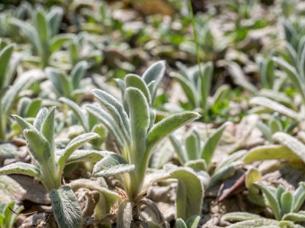 Beau feuillage d'Oreille d'Agneau (Stachys byzantina Silver Carpet) plante. - Photo, image