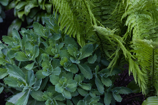 Prachtige achtergrond gemaakt met jonge groene Fern en Brassica bladeren. Mooie varen en Brassica bladeren groen gebladerte - Foto, afbeelding