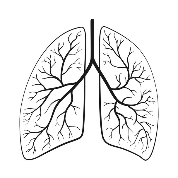 Pulmones humanos anatómicos en ilustración vectorial - Vector, imagen
