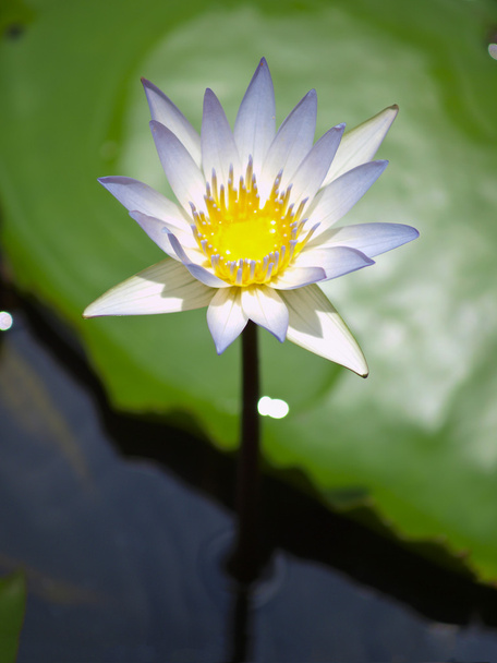 licht paarse lotus. - Foto, afbeelding