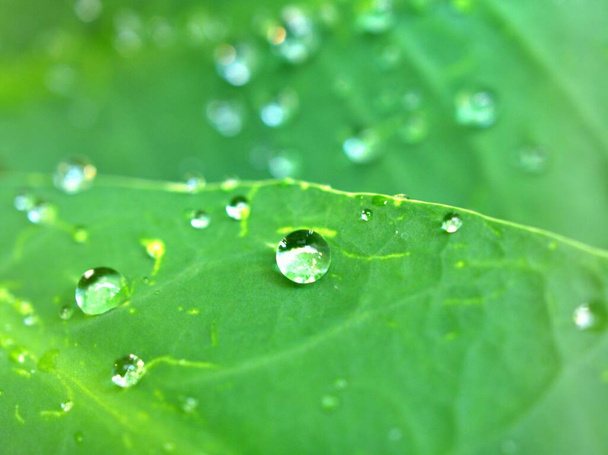 Closeup gotas de água na folha verde com fundo desfocado, gotas de chuva nas folhas, orvalho na planta, imagem macro - Foto, Imagem