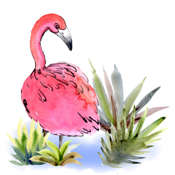 Watercolor pink flamingo looking into the blue water over the right shoulder among the grass on a white background. Isolated Flamingos in the leaf on the lake element with packaging - Foto, imagen