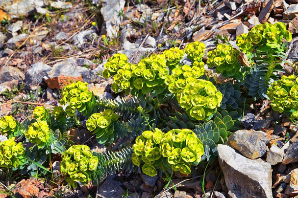 Egyenes Myrtle Spurge, Gopher spurge, kék spurge vagy széles levelű glaucous-spurge Euphorbia Rigida. A virágzó növény egy zamatos faja az Euphorbiaceae családban. Wasatch Front, Rocky Mountains, Utah, Egyesült Államok, USA. - Fotó, kép