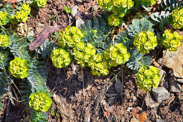 Egyenes Myrtle Spurge, Gopher spurge, kék spurge vagy széles levelű glaucous-spurge Euphorbia Rigida. A virágzó növény egy zamatos faja az Euphorbiaceae családban. Wasatch Front, Rocky Mountains, Utah, Egyesült Államok, USA. - Fotó, kép