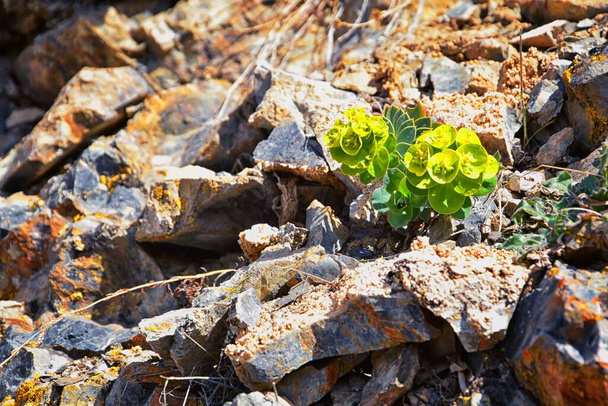 Upright Myrtle Spurge, Gopher spurge, blue spurge or broad-leaved glaucous-spurge Euphorbia Rigida.  A succulent species of flowering plant in the family Euphorbiaceae. Wasatch Front, Rocky Mountains, Utah, United States, USA. - Photo, Image