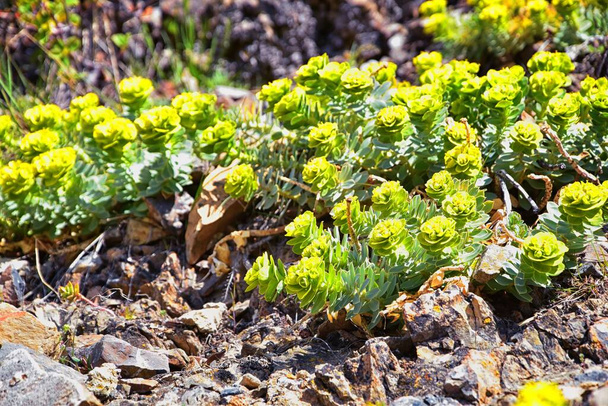 直立したマートル・スプルージ、ゴーファー・スプロング、ブルー・スプロングまたは広葉のグラウラス・スプロング・ユーフォルビア・リギダ。ユーフォルビア科の多肉植物です。Waatch Front, Rocky Mountains,ユタ州,アメリカ. - 写真・画像