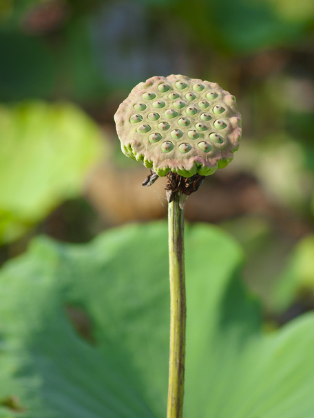 Lotus насіння
 - Фото, зображення