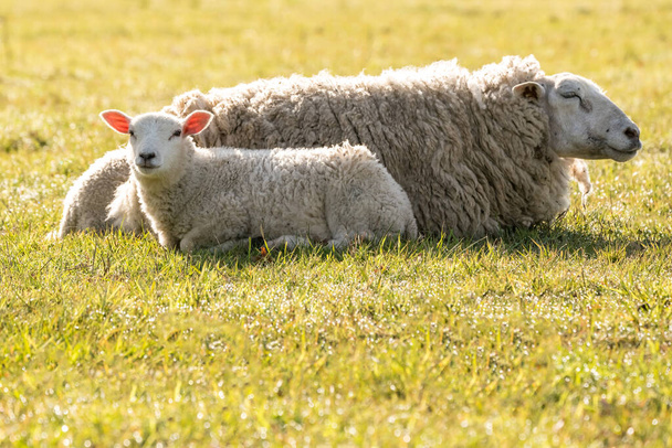 Sul prato nella natura c'è una bella Madre agnello - Foto, immagini