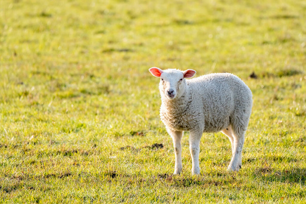 Op het weitje in de natuur staat een prachtig jong lam - Foto, afbeelding