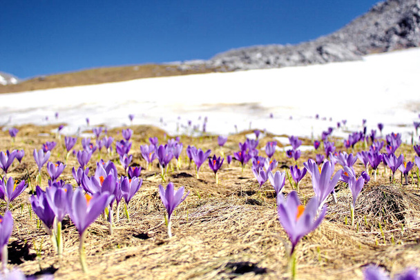 A closeup of vibrant purple early crocus flowers in a dry field of grass on a snowy hill - 写真・画像