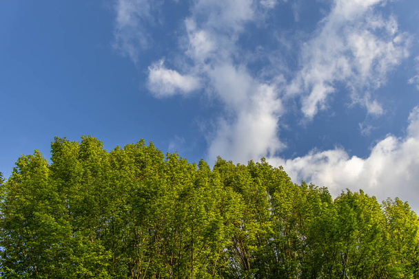 Green trees against the blue cloudy sky - Фото, зображення
