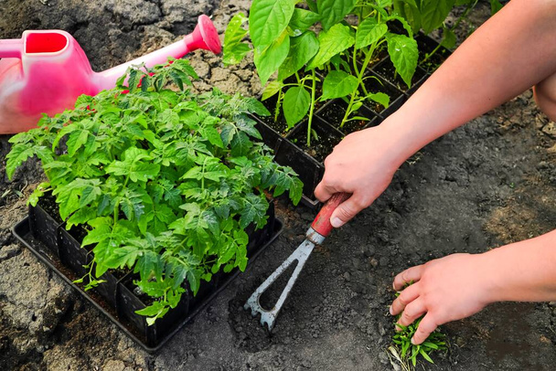 L'agricoltore prepara il terreno per piantare piantine di pomodoro e pepe nei letti da giardino. Primo piano dei lavori in giardino in una giornata di sole. - Foto, immagini
