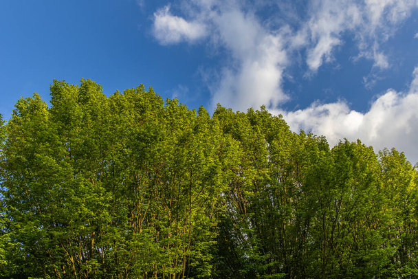 Grüne Bäume gegen den blauen wolkenverhangenen Himmel - Foto, Bild