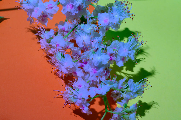 hermosas flores de castaño sobre fondo brillante, concepto de primavera, vista cercana    - Foto, Imagen