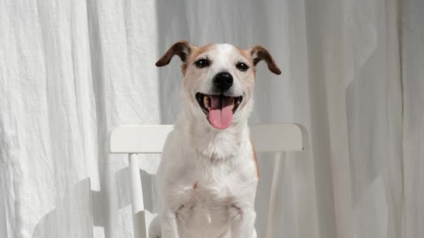 Freundlicher Hund sitzt auf Stuhl und blickt in die Kamera - Filmmaterial, Video