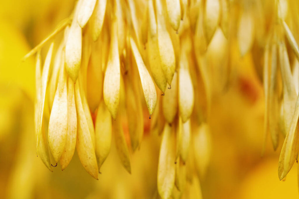 Yellow autumn blurred background. Seeds of wild plants. Autumn nature. - Фото, зображення