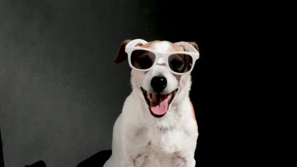 Jack Russell Terrier mit Sonnenbrille blickt in Kamera auf schwarz - Filmmaterial, Video