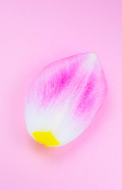 Petal from a pink tulip flower on the pink background. Minimalism, beautiful natural wallpaper. Human aging concept. Natural eco cosmetics. Different changes in a person's life. Copy space, close up. - 写真・画像