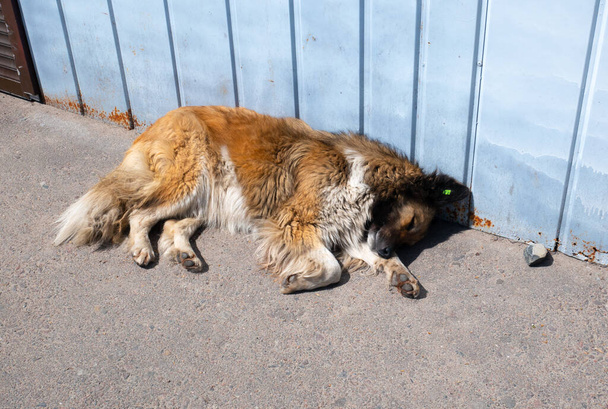 A hajléktalan utcai kutya az úton alszik. Kiherélt és fertőtlenített kutya chipel. Sterilizáló állat. - Fotó, kép