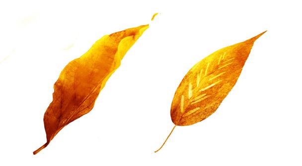 Watercolor leafs on the white background. Set - Photo, image