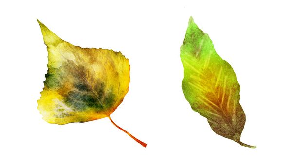 Watercolor leafs on the white background. Set - Photo, Image